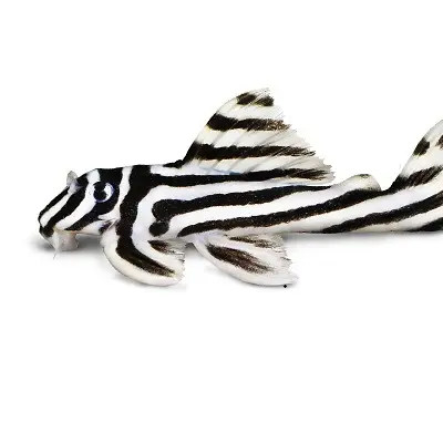 Zebra Pleco (L046) Care Guide: Tank Setup, Feeding and Breeding